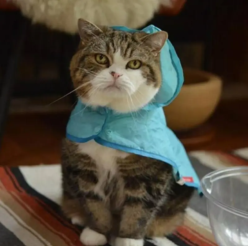 من غرامبي كات إلى بانش.. كيف تصنع الحيوانات نجوميتها الرقمية وتحرّك الاقتصاد؟