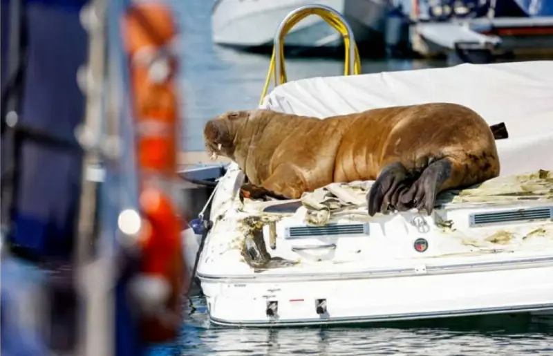 من غرامبي كات إلى بانش.. كيف تصنع الحيوانات نجوميتها الرقمية وتحرّك الاقتصاد؟