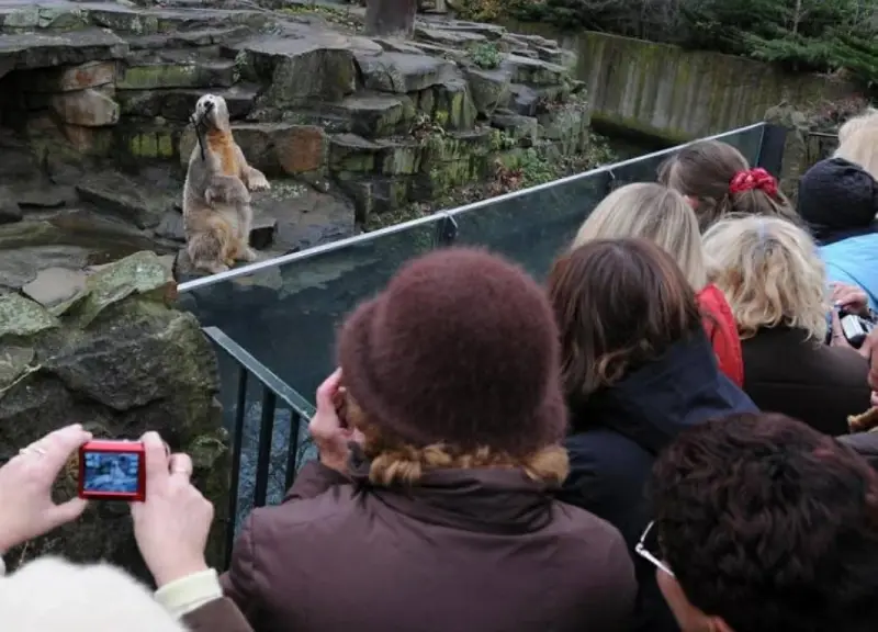 من غرامبي كات إلى بانش.. كيف تصنع الحيوانات نجوميتها الرقمية وتحرّك الاقتصاد؟