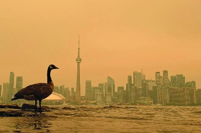 A Canada Goose stands on the shoreline of the Toronto Islands, on Lake Ontario. (Reuters)
A Canada Goose stands on the shoreline of the Toronto Islands, on Lake Ontario. (Reuters)
