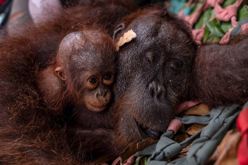A mother-and-baby orangutan pair being evacuated by officials due to forest and land fires in Sungai Awan Kiri village, in the Muara Pawan district of Ketapang, West Kalimantan. (AFP) A mother-and-baby orangutan pair being evacuated by officials due to forest and land fires in Sungai Awan Kiri village, in the Muara Pawan district of Ketapang, West Kalimantan. (AFP)