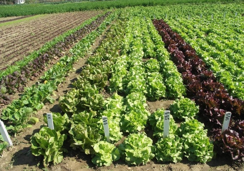 L'agriculture est un champ fertile pour la coopération sud-sud
