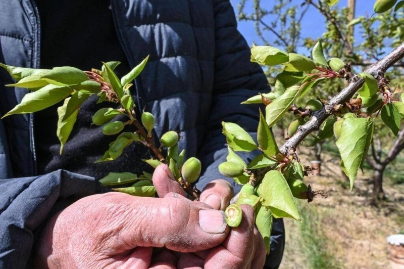 En France, la vague de gel impacte les rendements des fruits