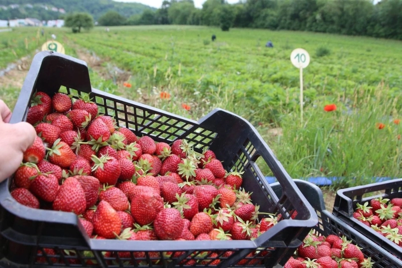 La filière de fraises française a besoins des travailleurs marocains saisonniers