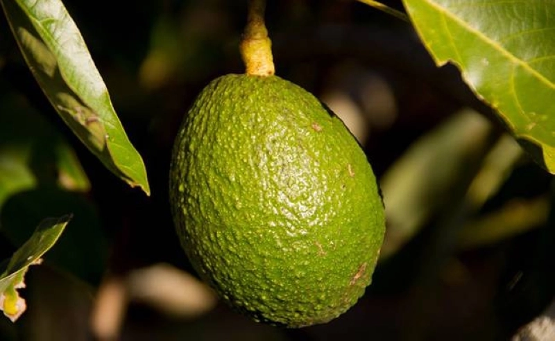 Une société isralélienne va produire de l'avocat au Maroc