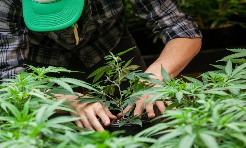 Beaucoup d'agriculteurs de cannabis sont toujours en fuite et attendent une amnistie