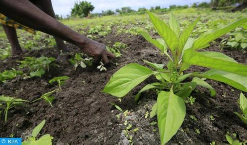 OCP Africa engagé depuis des années auprès des fermiers africains