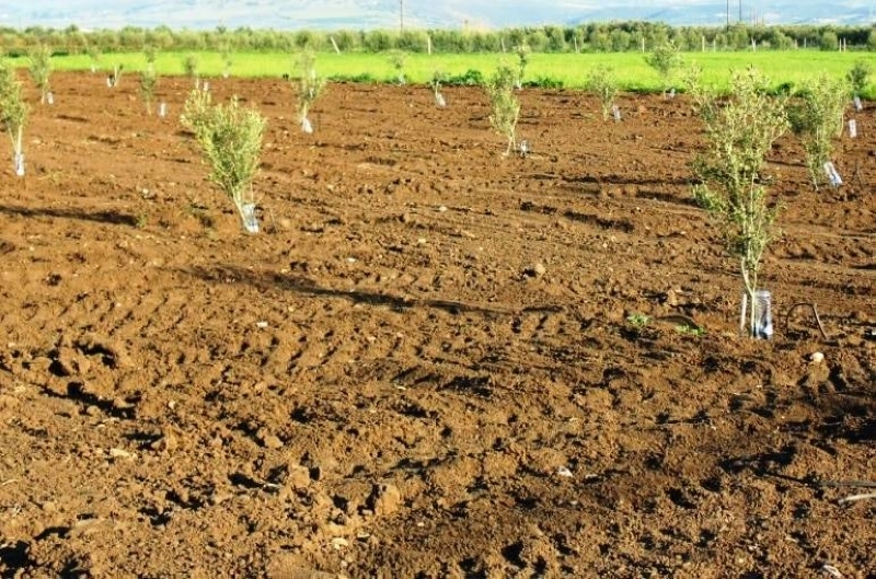 2500 arbres à côté planter.