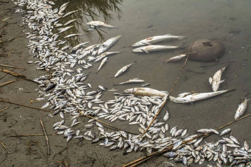 Poissons morts à Azemmour