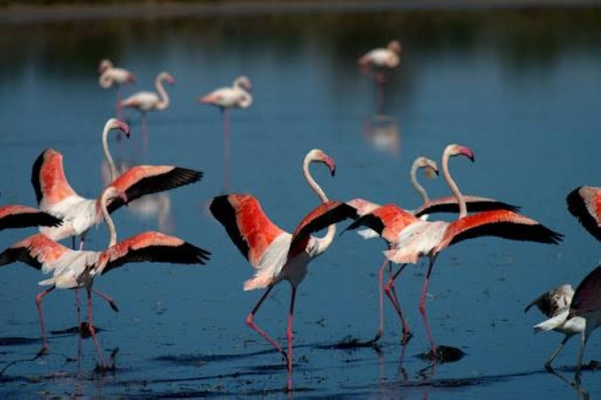 Flamands roses- L'île des oiseaux Lagune Marchica