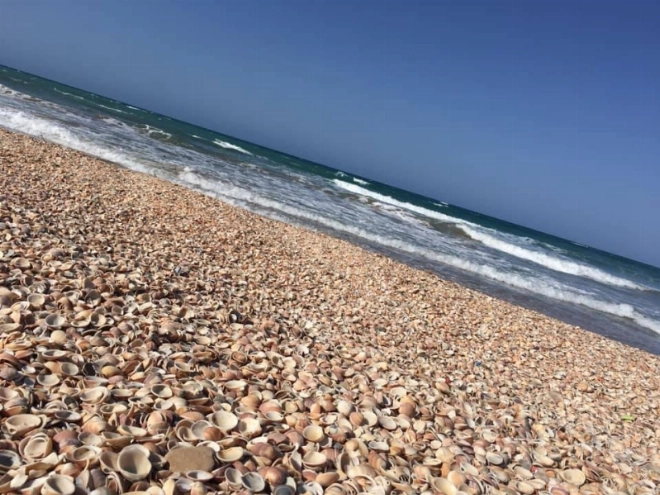 Plage des coquillages