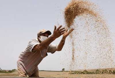 La moisson a été bonne cette année et les agriculteurs s'en réjouissent.