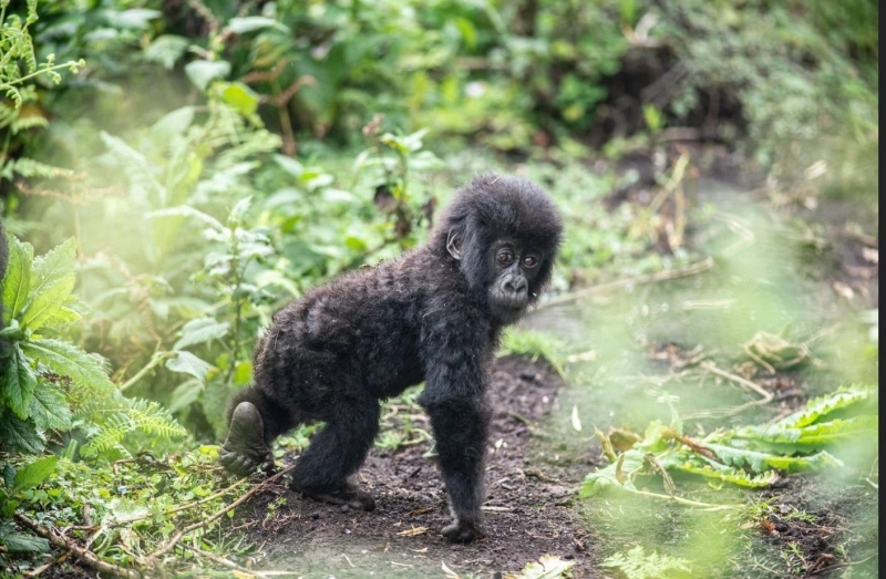 Umuyobozi. La chance de vivre au Rwanda