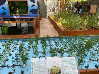 La région de Laâyoune-Sakia El Hamra est riche en plantes aromatiques et médicinales