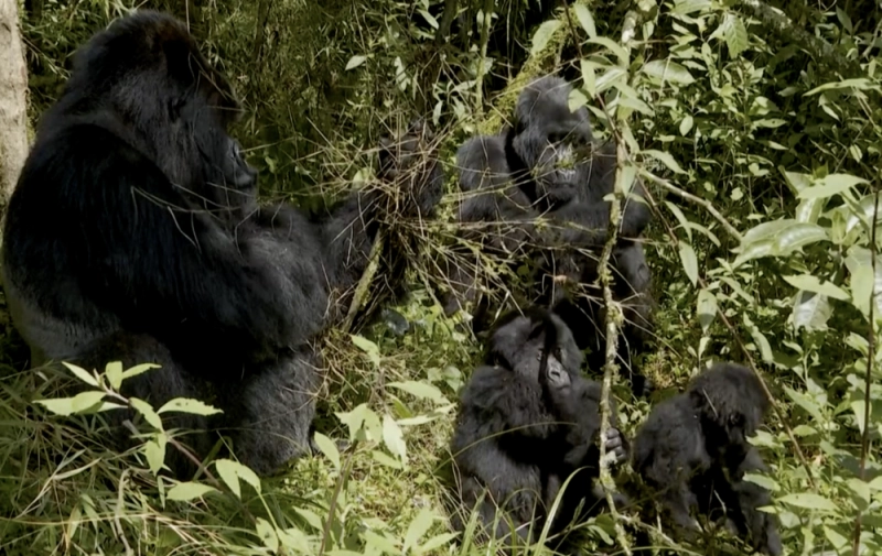Le nombre de gorilles a quadruplé au Rwanda, notamment grâce à une sécurité renforcée et à l'implication des communautés