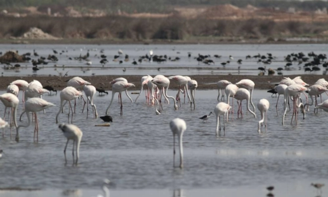 Plus de 200 espèces d'oiseaux en danger
