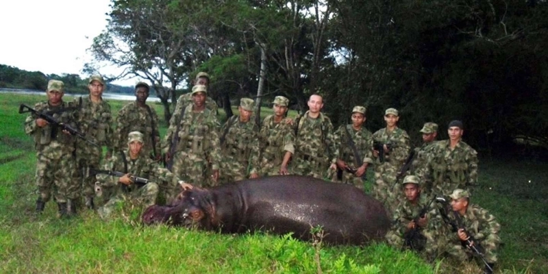 En 2009, la Colombie avait autorisé la chasse réglementée des hippopotames. Trop cruel!