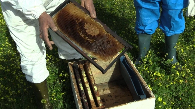 Préserver les abeilles, c’est préserver l’avenir.