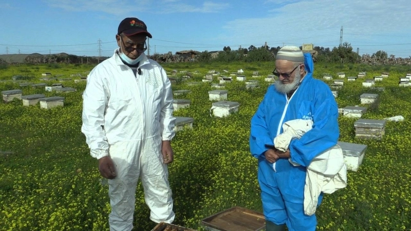 A Temara, la disparition des abeilles inquiète.