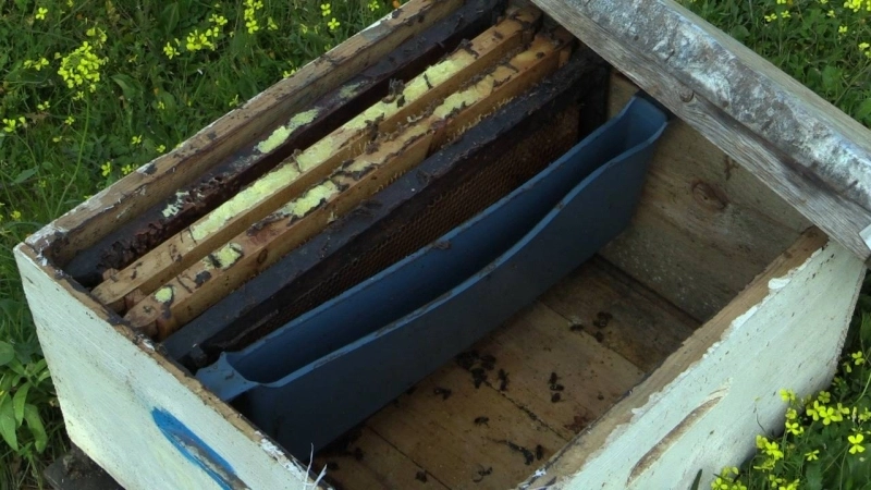 Les populations d’abeilles s’effondrent depuis quelques mois dans certaines régions marocaines.