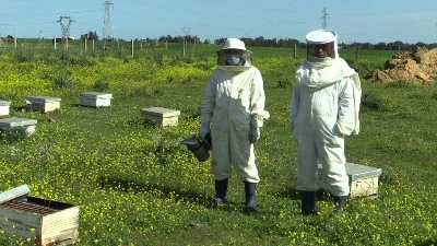 La disparition des colonies d’abeilles au Maroc représenterait un désastre à la fois biologique, environnemental et économique.
