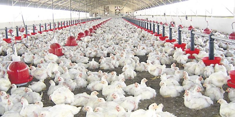 Le prix du poulet a augmenté de manière significative ces derniers jours. Aucune visibilité pour la période à venir.