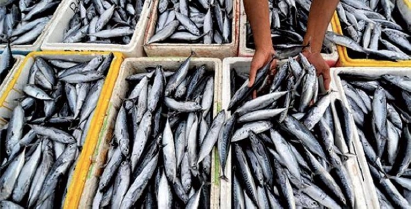 90% de la production marocaine de sardines est exportée.