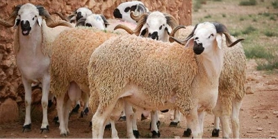 Les prix des moutons sont en augmentation de près de 15% par rapport à l'année dernière.