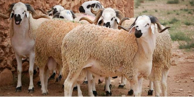 Les prix des moutons sont en augmentation de près de 15% par rapport à l'année dernière.