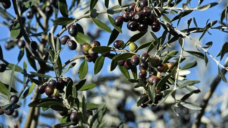 Les producteurs oléicoles s’attendent à une baisse drastique de la production.