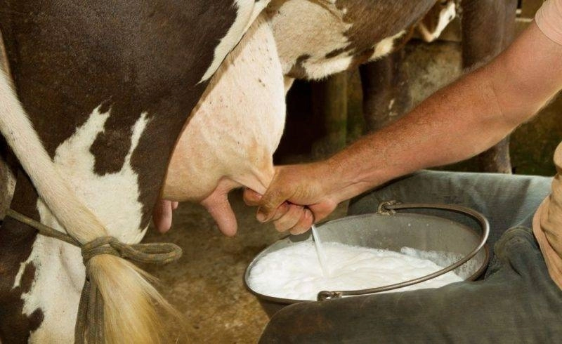 La pénurie du lait serait liée à la cherté des prix des intrants nécessaires à la production laitière et à la problématique de la rareté d’eau.