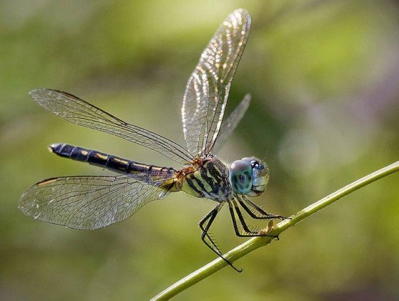 Le dasher bleu ou Pachydiplax longipennis