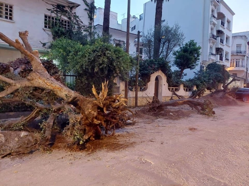 Arrachage des arbres de Souktani, une mise à mort qui a provoqué émoi et consternation