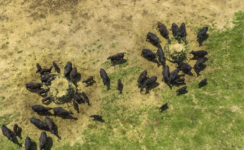 Des vaches indésirables en ligne de mire des autorités américaines.