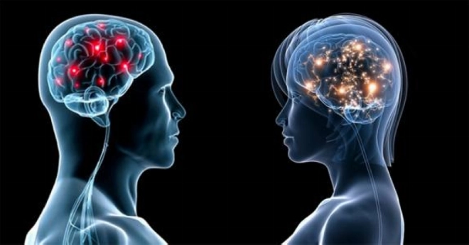 cerveau