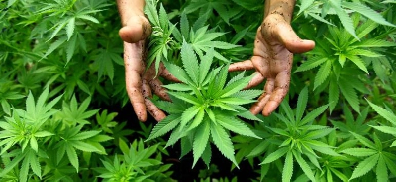 La filière du cannabis sera dotée d'une stratégie de développement sur 10 ans.