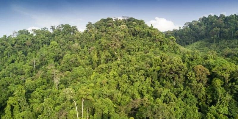Forest-Africa-2-800x400