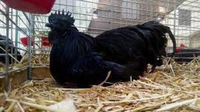 La poule la plus chère au monde.