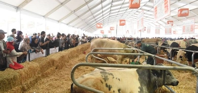 Le plus grand taureau au Maroc a remporté le premier prix lors du concours d'élevage en marge du SIAM 2023.