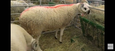 Le mouton star de cette édition du SIAM pèse 170 Kg.
