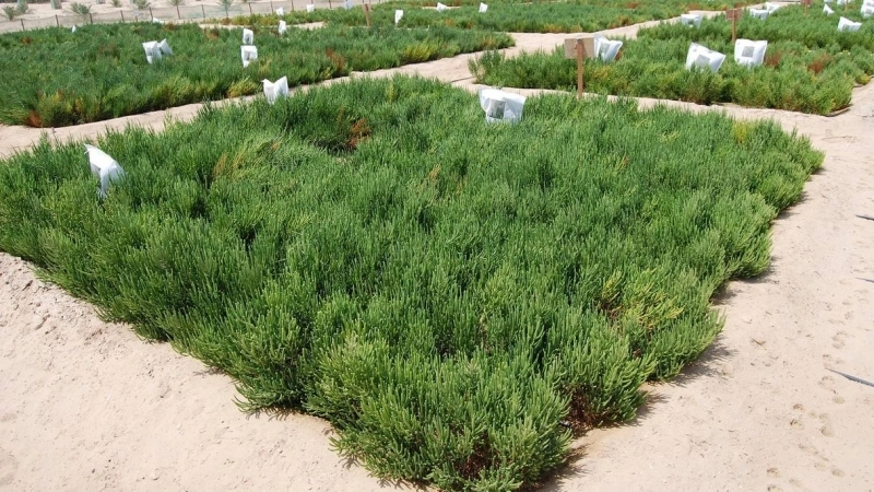 L'agriculture biosaline se développe à grands pas dans la région du Sud.