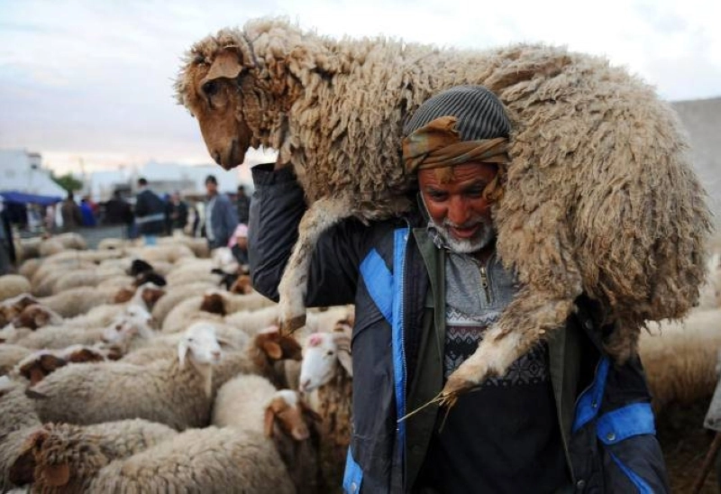 A Tunisian man carry a sheep at a Mellacine animals market in Tunis on November 12, 2010 in preparation for the Muslim holiday of Eid al-Adha, or the Feast of Sacrifice, which marks the end of the annual Hajj pilgrimage to Mecca and is celebrated in remembrance of Abraham's (or Ibrahim's) readiness to sacrifice his son to God. AFP PHOTO / FETHI BELAID (Photo by FETHI BELAID / AFP)