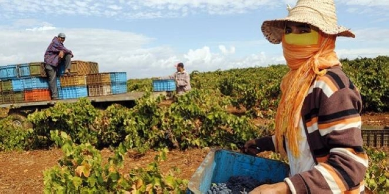 Le secteur agricole a perdu 247.000 emplois au cours du premier trimestre de l'année 2023.