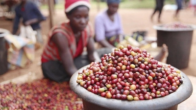 (210603) -- RUIRU (KENYA), June 3, 2021 (Xinhua) -- Workers sort coffee beans at a coffee estate in Ruiru, a suburb on the outskirts of Nairobi, Kenya, on June 3, 2021. Recently, Kenya entered the coffee bean harvest season. Coffee is one of the major foreign exchange earners for Kenya, with the crop contributing about six percent of total export earnings and 0.3 percent of the country's gross domestic product. (Xinhua/Long Lei)