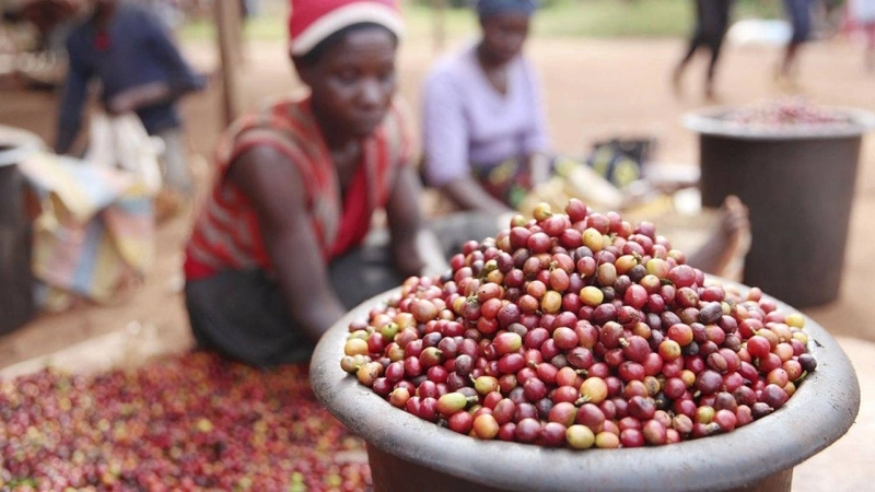 (210603) -- RUIRU (KENYA), June 3, 2021 (Xinhua) -- Workers sort coffee beans at a coffee estate in Ruiru, a suburb on the outskirts of Nairobi, Kenya, on June 3, 2021. Recently, Kenya entered the coffee bean harvest season. Coffee is one of the major foreign exchange earners for Kenya, with the crop contributing about six percent of total export earnings and 0.3 percent of the country's gross domestic product. (Xinhua/Long Lei)