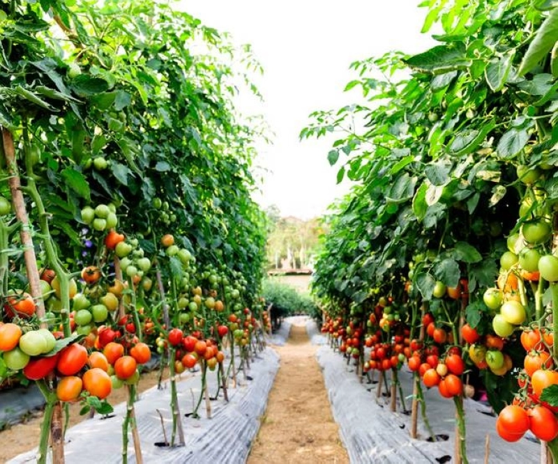 Exploitation agricole à Dakhal au Sud du Maroc