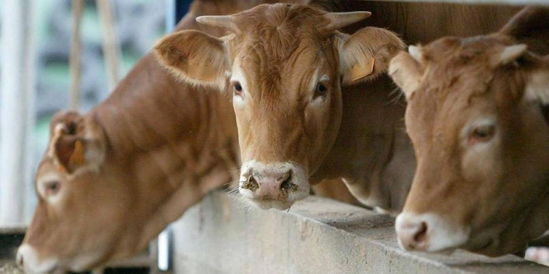 Les premiers cas de maladie hémorragique épizootique touchant les cervidés et bovins ont été détectés dans le Sud-Ouest de la France.