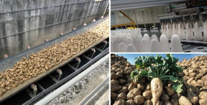 La stratégie agricole innovante de Cosumar révélée.