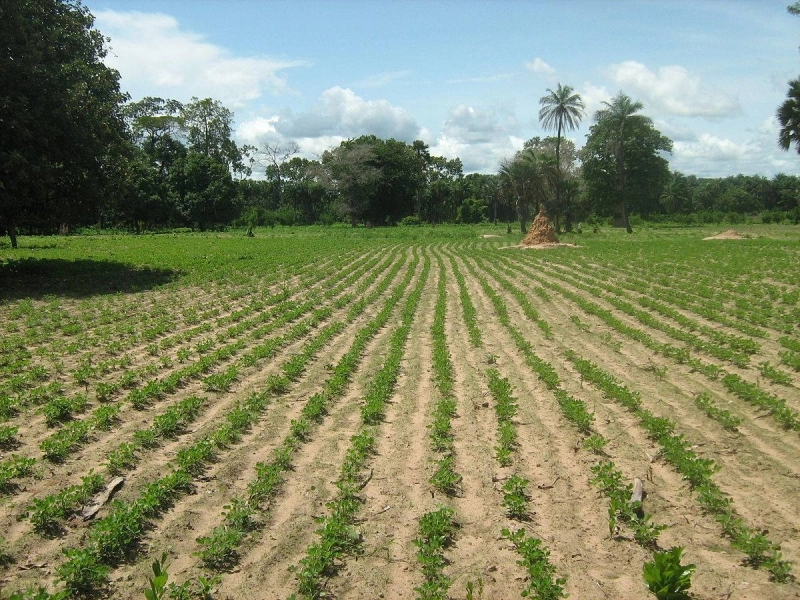 OCP Africa expose ses innovations agricoles à Nairobi