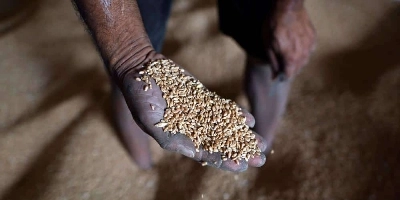 A worker displays grains of wheat inside a mill of refined wheat flour at Khanna in India's Punjab state on May 18, 2022. - When New Delhi banned wheat exports as prices soared over Russia's invasion of Ukraine it provoked consternation abroad and drove the cereal even higher. Now domestic values have plummeted and Indian farmers and traders are fuming they have been denied a windfall. (Photo by Sajjad HUSSAIN / AFP)